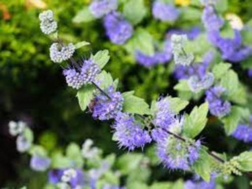 10 rijkbloeiende vlinderplanten Caryopteris, Tuin en Terras, Planten | Struiken en Hagen, Struik, Overige soorten, Minder dan 100 cm