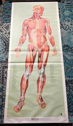 Anatomie poster op linnen spieren stelsel voor-achterzijde, Natuur en Biologie, Ophalen of Verzenden