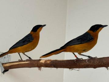 Sneeuwkruin tapuit - cossypha niveicapilla beschikbaar voor biedingen