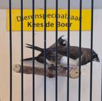 Koppeltje Japanse meeuwtjes, Dieren en Toebehoren, Vogels | Overige Vogels, Meerdere dieren, Geringd