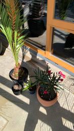 Buiten olanten oleander pamboom dadelpalm cycas bol, Ophalen of Verzenden, Zomer, Overige soorten