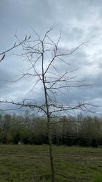 Quercus palustris  moeras eik  leiboom of dak vorm, Tuin en Terras, Planten | Bomen, Ophalen of Verzenden