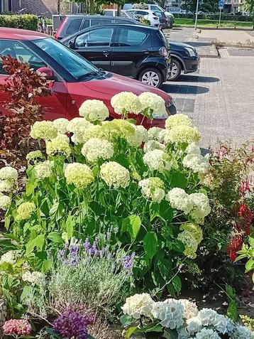 Hortensia Strong Annabel sneeuwbal beschikbaar voor biedingen