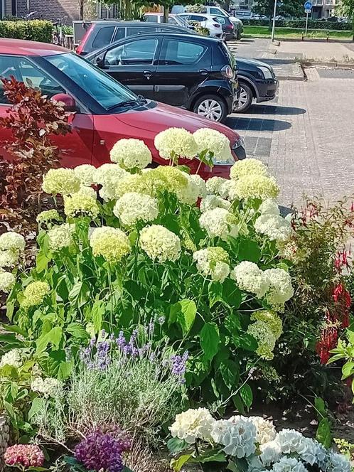 Hortensia Strong Annabel sneeuwbal, Tuin en Terras, Planten | Tuinplanten, Vaste plant, Overige soorten, Halfschaduw, Zomer, Ophalen