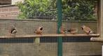Spitsstaartamadines, Dieren en Toebehoren, Meerdere dieren, Tropenvogel, Geringd