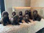 Labradoodle pups, Overige rassen, 8 tot 15 weken, Teef, Eén hond