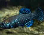 Aphanius mento vijver vis, Dieren en Toebehoren, Vis