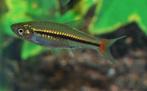 Hobbyaquarium Rasbora Borapetensis aktie 10=€20.00, Dieren en Toebehoren, Vis, Zoetwatervis, Schoolvis