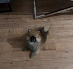ORIGINELE POMERANIAN – 2 Maanden Oude Vrouwelijke Pup 🐶, Dieren en Toebehoren, Poes