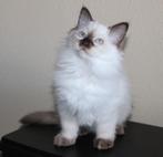Ragdoll kitten chocolate point (cinnamon drager)met stamboom, Dieren en Toebehoren, Katten en Kittens | Raskatten | Langhaar, Kater