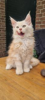 Schitterende Maine coon kittens  beschikbaar, Dieren en Toebehoren, Meerdere dieren, Gechipt, 0 tot 2 jaar