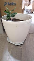 Grote zelf watergevende plantenpot wit Lechuza, Ophalen, Kunststof, Gebruikt, Binnen