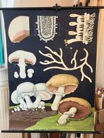 Schoolplaat Champignon, Antiek en Kunst, Antiek | Schoolplaten, Ophalen of Verzenden, Natuur en Biologie
