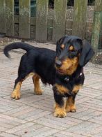 Staat ter dekking ruwharige teckel, Reu, 1 tot 2 jaar, Eén hond, Nederland