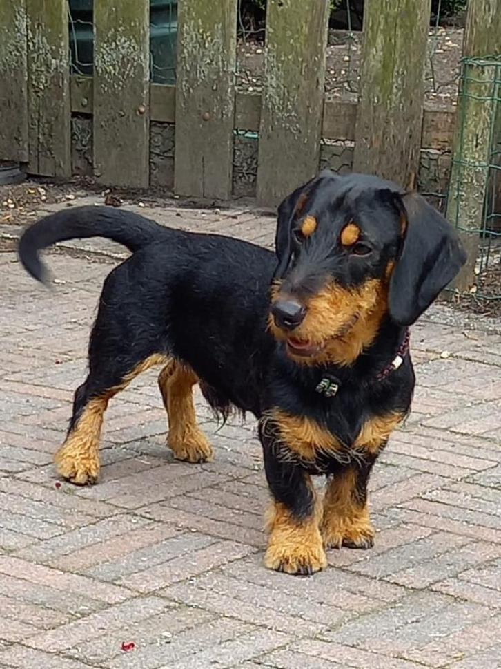 Staat ter dekking ruwharige teckel, Dieren en Toebehoren, Honden | Dekreuen, Reu, Particulier, Eén hond, Nederland, 1 tot 2 jaar