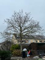 Grote walnootboom, Tuin en Terras, Planten | Bomen, Ophalen, Lente, Volle zon, Overige soorten