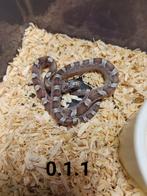 Pantherophis guttatus, Slang, Tam, 0 tot 2 jaar