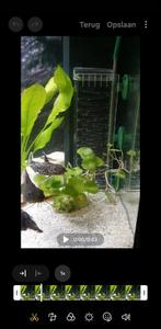 Grijze Meerval 15 cm, Dieren en Toebehoren, Vis