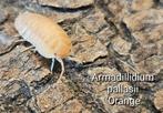 Armadillidium pallasii 'Orange', Dieren en Toebehoren, Insecten en Spinnen, Overige soorten