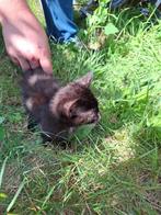 lieve kitten, Dieren en Toebehoren, Katten en Kittens | Overige Katten, Poes, Kortharig, 0 tot 2 jaar