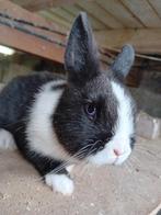 Dwergkonijn 1 oog blauw en de andere bruin, Dieren en Toebehoren, Vrouwelijk, Dwerg, 0 tot 2 jaar