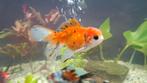Oranda Goudvis, Dieren en Toebehoren, Vissen | Aquariumvissen, Vis, Zoetwatervis, Schoolvis