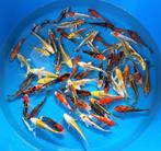 Japankoi, 10 tot 35 cm, leuke vissen, heldere kleuren, Dieren en Toebehoren, Vissen | Vijvervissen, Karper of Koi