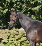 Interessante drachtige merrie, Dieren en Toebehoren, Paarden, Merrie, Gechipt, Dressuurpaard, Zadelmak