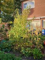 Perzik boom 2 tot 2 1/2 meter hoog, Tuin en Terras, Overige soorten, Lente, 100 tot 250 cm, Ophalen