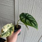 Alocasia dragon scale variegata, Ophalen of Verzenden, Overige soorten, Minder dan 100 cm