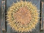 Echinocactus grusonii P25 (2), Huis en Inrichting, Kamerplanten, Ophalen of Verzenden, Halfschaduw, Minder dan 100 cm
