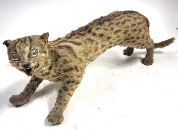 Opgezette Leopard Cat / Boomkat – ca. 65 cm – Taxidermie beschikbaar voor biedingen