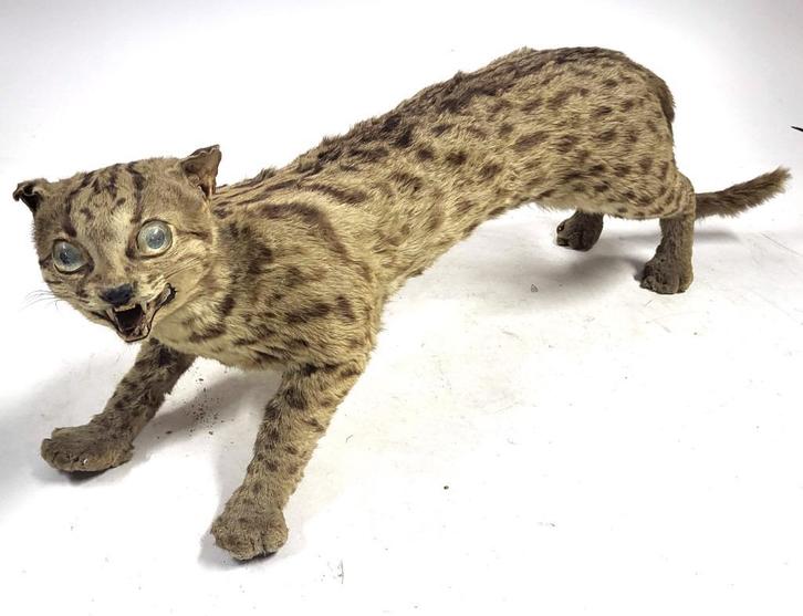 Opgezette Leopard Cat / Boomkat – ca. 65 cm – Taxidermie, Verzamelen, Dierenverzamelingen, Gebruikt, Opgezet dier, Wild dier, Ophalen of Verzenden