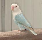 Vijf koppels Fischeri opaline pale fallow 2024, Meerdere dieren, Dwergpapegaai of Agapornis