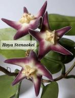 Hoya Stenaokei, Overige soorten, Minder dan 100 cm, Ophalen of Verzenden, Halfschaduw