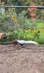 1-1 Zilverfazant, Kweekkopoel 2024, Dieren en Toebehoren, Mannelijk, Kip