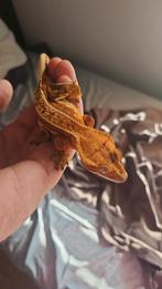 Wimpergekko vrouw, Dieren en Toebehoren, Reptielen en Amfibieën, Hagedis