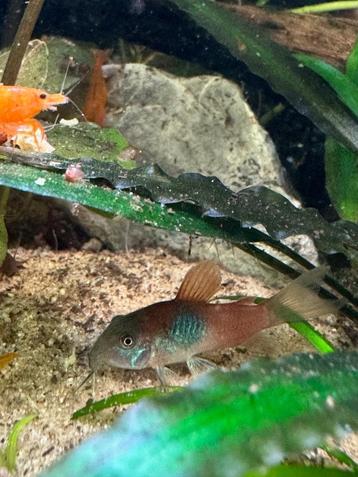 Corydoras Venez orange   beschikbaar voor biedingen