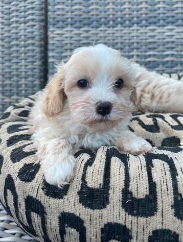 Malitpoo pups, maltezer x toy poedel uit geteste ouders beschikbaar voor biedingen