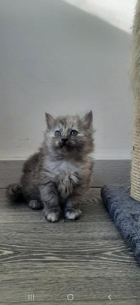 Siberische kittens, Dieren en Toebehoren, Katten en Kittens | Raskatten | Langhaar, Meerdere dieren, 0 tot 2 jaar, Gechipt, Ontwormd