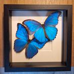 Opgezette Morpho Didius in lijst, 2 vlinders, Verzamelen, Dierenverzamelingen, Nieuw, Opgezet dier, Ophalen of Verzenden, Insect