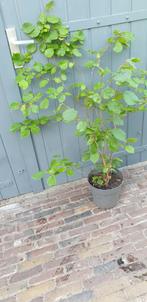 Mooie hazelaar, Tuin en Terras, Planten | Struiken en Hagen, Ophalen, Overige soorten, 100 tot 250 cm