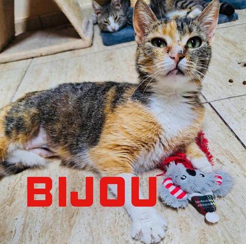 Opvanggezinnen katten gezocht, Dieren en Toebehoren, Katten en Kittens | Overige Katten, Kortharig, Meerdere dieren