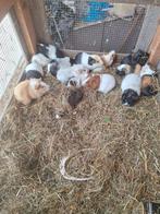 Mannetjes cavia's., Dieren en Toebehoren, Knaagdieren, Juni, Mannelijk, Cavia