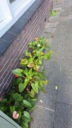 Diverse Anthuriums, Ophalen, Overige soorten, Minder dan 100 cm