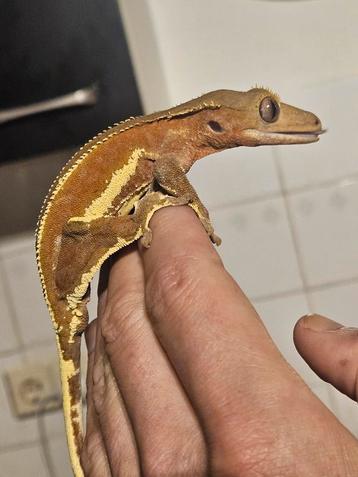 Crested gecko, wimpergekko. beschikbaar voor biedingen
