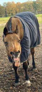 Gezocht bijrijder of iemand om samen mee te rijden, Diensten en Vakmensen, Dieren | Paarden | Verzorging, Oppas en Les, Ruiter of Bijrijder