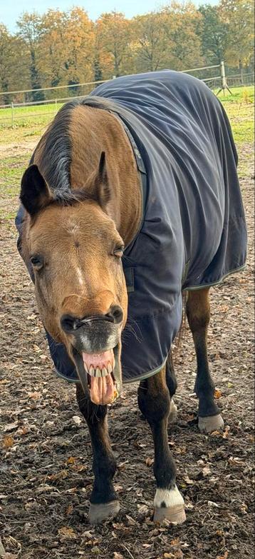 Gezocht bijrijder of iemand om samen mee te rijden beschikbaar voor biedingen