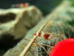 Crystal Red Garnalen | Caridina shrimps, Dieren en Toebehoren, Zoetwatervis, Kreeft, Krab of Garnaal