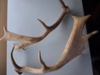 Groot Herten Gewei - Prachtig Decoratiestuk, Huis en Inrichting, Ophalen of Verzenden, Gebruikt
